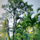 ���������� ������, ���� ������� ����, 36 ���, ������������ ��� ����� � ���������, c�������� ���������