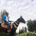 ���������� ���������, ���� ������� ELMIROD, 34 ����, ������������ ��� ������, ����� � ���������