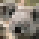 ���������� ������ ��������, ���� ������� �����, 36 ���, ������������ 