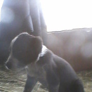 ���������� ������, ���� ������� ����, 58 ���, ������������ ��� ����� � ���������, c�������� ���������