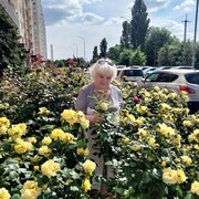 ���������� ���������, ���� ������� �������, 71 ���, ������������ ��� c�������� ���������, ���������