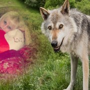 ���������� ������, ���� ������� Goga, 37 ���, ������������ ��� ������, ����� � ���������, c�������� ���������