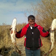  ,   Murza, 64 ,   