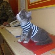 ���������� �����, ���� ������� ������, 33 ����, ������������ ��� ����� � ���������, c�������� ���������