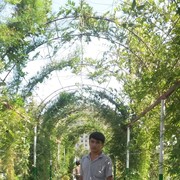 ���������� �����-���������, ���� ������� Adil, 32 ����, ������������ ��� ����� � ���������, c�������� ���������