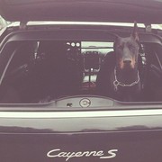 ���������� ������, ���� ������� ������, 37 ���, ������������ ��� ������, ����� � ���������, c�������� ���������