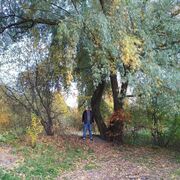 ���������� �����-���������, ���� ������� ����, 42 ����, ������������ ��� ����� � ���������, c�������� ���������