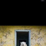 ���������� �����-���������, ���� ������� ���, 46 ���, ������������ ��� ������, ����� � ���������, c�������� ���������, ���������