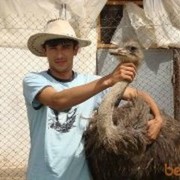  ,   Huligan, 36 ,   