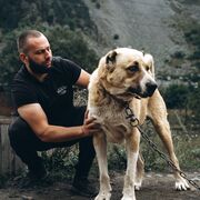  ,   Baloo, 36 ,   ,   