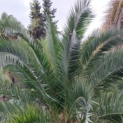 ���������� ����, ���� ������� ��������, 43 ����, ������������ ��� c�������� ���������, ���������