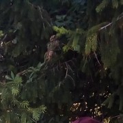  ,   , 43 ,   
