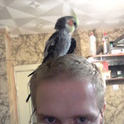 ���������� �������, ���� ������� Molodo, 40 ���, ������������ ��� ������, ����� � ���������, c�������� ���������