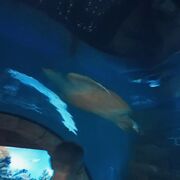 ���������� ������������, ���� ����� ����, 19 ���, ������������ ��� ������, ����� � ���������