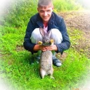  ,   German, 36 ,   