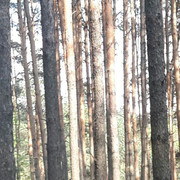 ���������� �����, ���� ������� ������, 38 ���, ������������ 