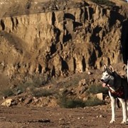 ���������� ����, ���� ������� �����, 35 ���, ������������ ��� ������