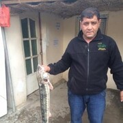  ,   Ramiz, 47 ,  