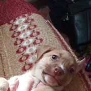 ���������� �����������, ���� ������� ���������, 53 ����, ������������ ��� ������, ����� � ���������