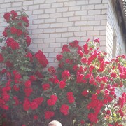 ���������� �����, ���� ������� �����, 44 ����, ������������ ��� ������, ����� � ���������, c�������� ���������