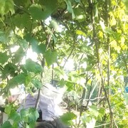  ,   , 53 ,   ,   , c 
