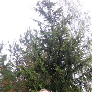 ���������� �����, ���� ������� ������, 53 ����, ������������ ��� ������, ����� � ���������, c�������� ���������