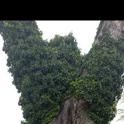  Barcelona,   , 50 ,   ,   , c , 