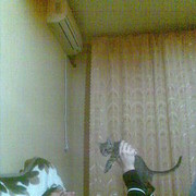 ���������� ��������, ���� ������� Sevanap, 35 ���, ������������ ��� ������