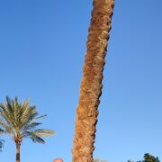 ���������� ������������, ���� ������� Georg�, 47 ���, ������������ ��� ������, ����� � ���������, c�������� ���������, ���������