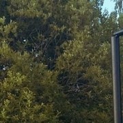 ���������� ������, ���� ������� ����, 46 ���, ������������ ��� ������, ����� � ���������, c�������� ���������