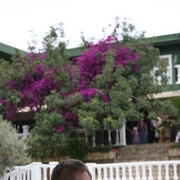 ���������� ������, ���� ������� Sex, 38 ���, ������������ ��� ������