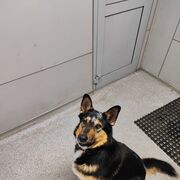 ���������� ������������, ������