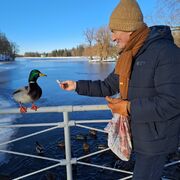 ���������� ��������, ���� ������� Ը���, 62 ����, ������������ ��� ����� � ���������, c�������� ���������