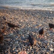 ���������� ����, ���� ������� ������, 29 ���, ������������ ��� ������, ����� � ���������