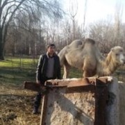 ���������� ������, ���� ������� �����, 32 ����, ������������ ��� ������