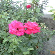 ���������� ��������, ���� ������� ����, 31 ���, ������������ ��� ����� � ���������, c�������� ���������