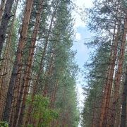 ���������� ���������, ���� ������� �����, 29 ���, ������������ ��� ���������