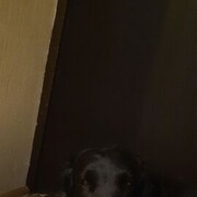 ���������� �����-���������, ���� ����� ���, 21 ���, ������������ ��� ����� � ���������, c�������� ���������, ���������