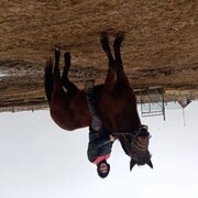 ���������� ���������, ���� ������� Ivan, 29 ���, ������������ ��� ������, ����� � ���������, c�������� ���������