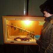 ���������� �����������, ���� ������� ���������, 32 ����, ������������ ��� ������, ����� � ���������, c�������� ���������, ���������