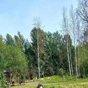 ���������� �����-���������, ���� ������� �������, 41 ���, ������������ ��� ������, ����� � ���������