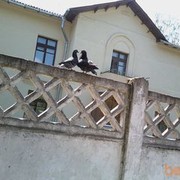  ,   , 56 ,     , c 