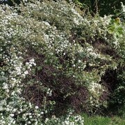 ���������� �������, ���� ������� ����, 42 ����, ������������ ��� ������, ����� � ���������