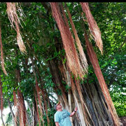  ,   , 50 ,   ,   , c , 