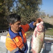 ���������� ��������, ���� ������� ����, 31 ���, ������������ ��� ������