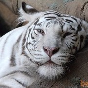 ���������� ������ ��������, ���� ������� �����, 37 ���, ������������ ��� ������