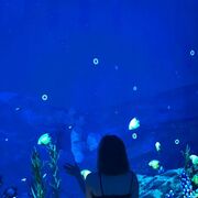 ���������� ���������, ����