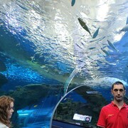 ���������� ���������, ���� ������� ����, 46 ���, ������������ ��� c�������� ���������