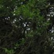 ���������� �������, ���� ������� UhWHat, 36 ���, ������������ 