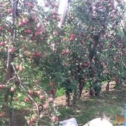 ���������� �������, ���� ������� ������, 40 ���, ������������ ��� ������, ����� � ���������, c�������� ���������